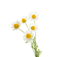 Chamomile