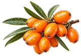 SEA BUCKTHORN